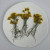 Golden Chrysanthemum with Stem
