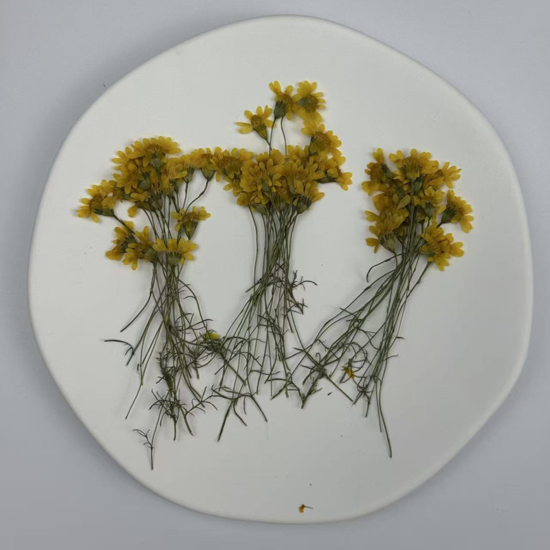 Dried Pressed Flowers Golden Chrysanthemum with Stem