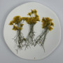 Dried Pressed Flowers Golden Chrysanthemum with Stem