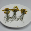 Dried Pressed Flowers Golden Chrysanthemum with Stem