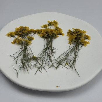 Dried Pressed Flowers Golden Chrysanthemum with Stem