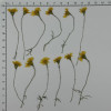 Dried Pressed Flowers Golden Chrysanthemum with Stem
