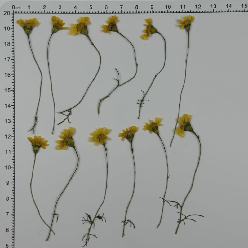 Dried Pressed Flowers Golden Chrysanthemum with Stem