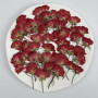 Dried Pressed Flowers Mini China Rose with Stem