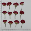 Dried Pressed Flowers Mini China Rose with Stem