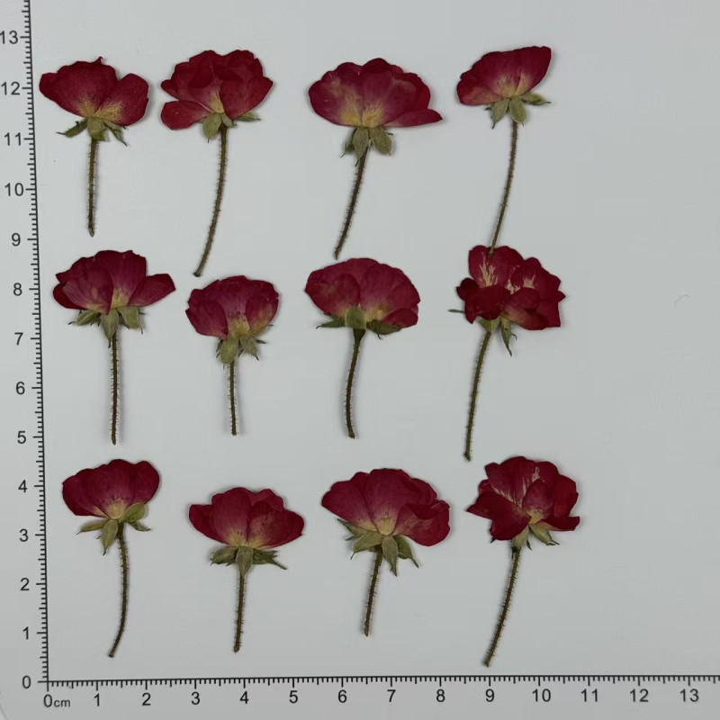 Dried Pressed Flowers Mini China Rose with Stem
