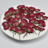 Dried Pressed Flowers Mini China Rose with Stem