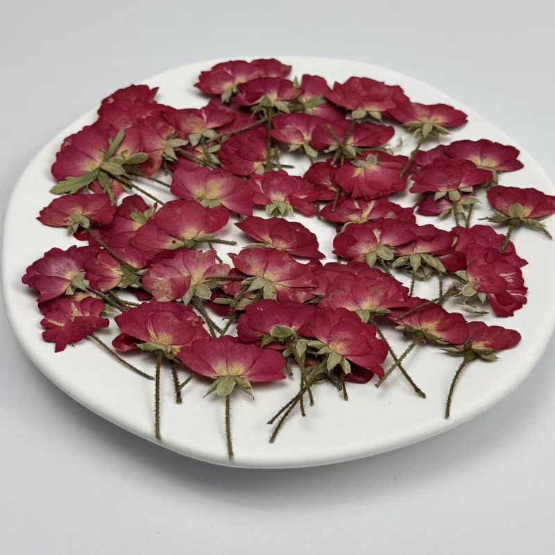 Dried Pressed Flowers Mini China Rose with Stem