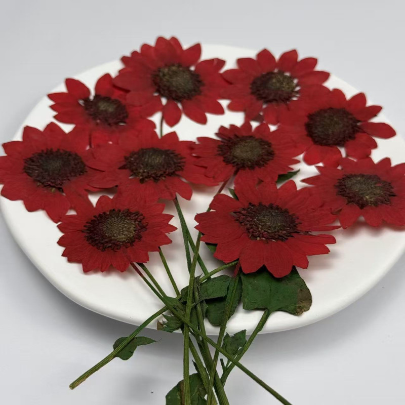 Dried Pressed Flowers Mini Sunflower with Stem