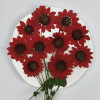 Dried Pressed Flowers Mini Sunflower with Stem