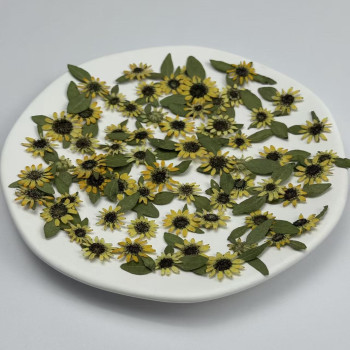 Dried Pressed Flowers Mini Sunflower