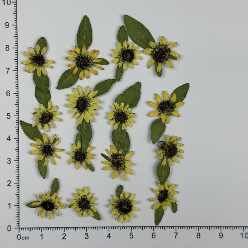 Dried Pressed Flowers Mini Sunflower