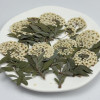 Dried Pressed Flowers Narcissus with Stem