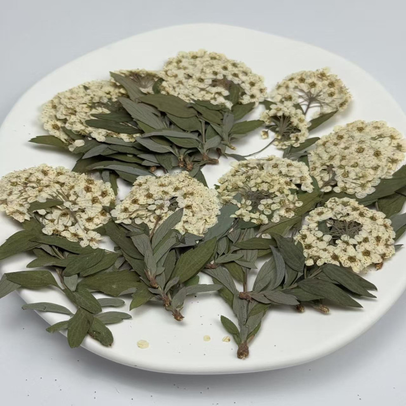 Dried Pressed Flowers Narcissus with Stem