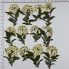 Dried Pressed Flowers Narcissus with Stem