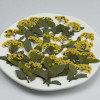 Dried Pressed Flowers Narcissus with Stem