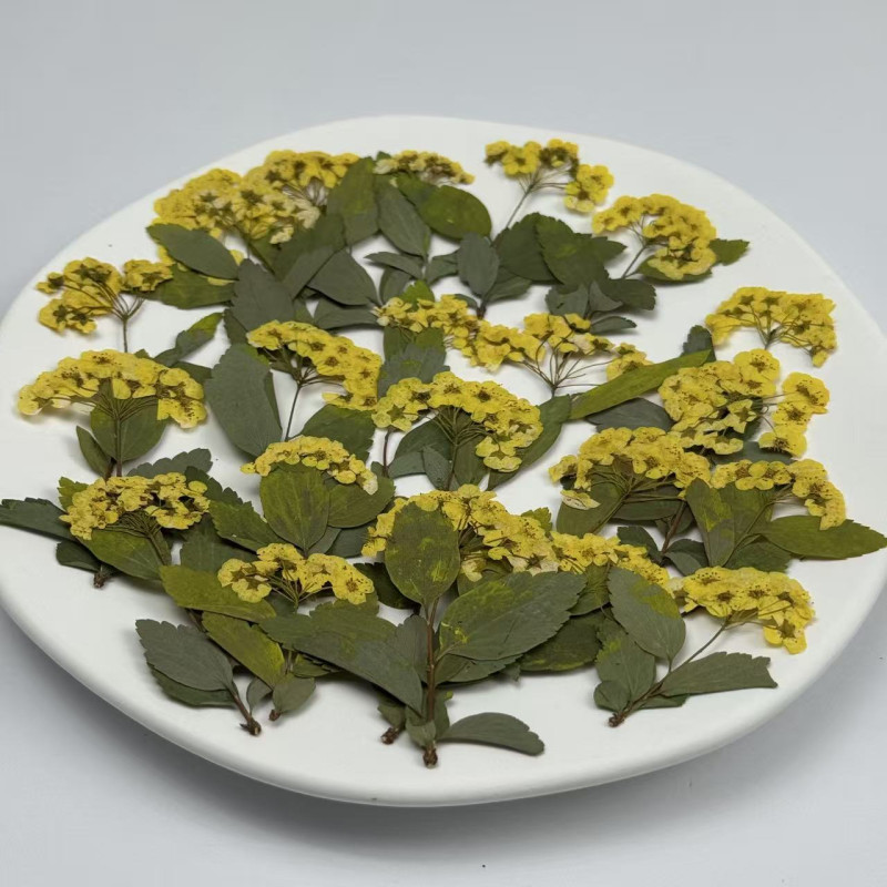 Dried Pressed Flowers Narcissus with Stem
