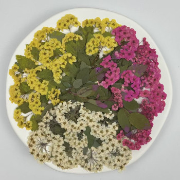 Dried Pressed Flowers Narcissus with Stem