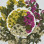 Dried Pressed Flowers Narcissus with Stem