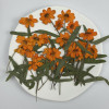 Dried Pressed Flowers Zinnia with Stem