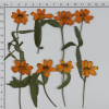 Dried Pressed Flowers Zinnia with Stem