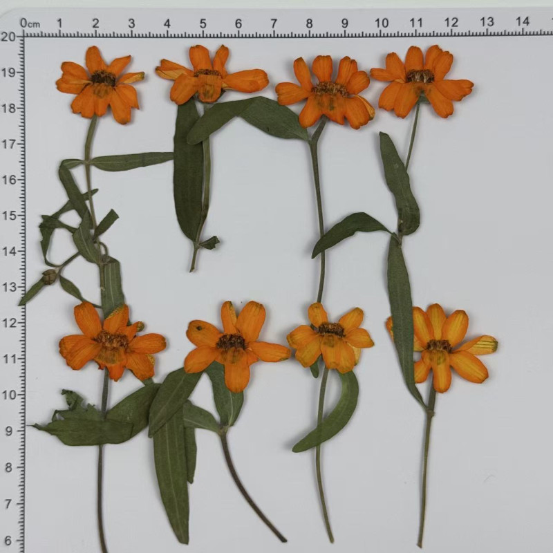 Dried Pressed Flowers Zinnia with Stem
