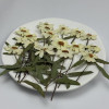 Dried Pressed Flowers Zinnia with Stem