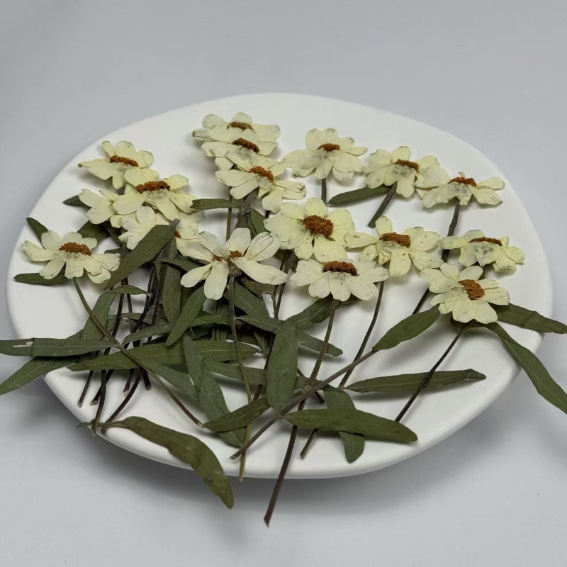 Dried Pressed Flowers Zinnia with Stem