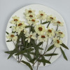 Dried Pressed Flowers Zinnia with Stem