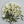 Zinnia with Stem