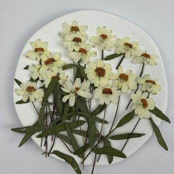 Dried Pressed Flowers Zinnia with Stem