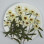 Dried Pressed Flowers Zinnia with Stem
