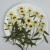 Zinnia with Stem