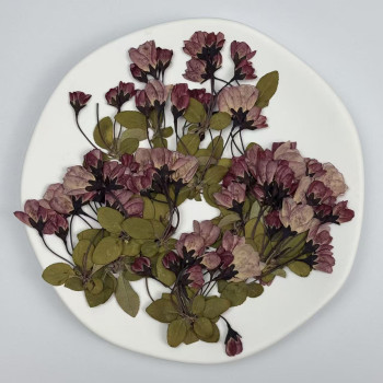 Dried Pressed Flowers Begonia with Stem