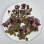 Dried Pressed Flowers Begonia with Stem