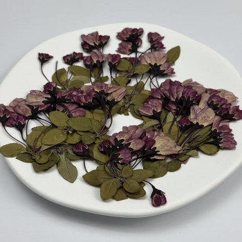 Dried Pressed Flowers Begonia with Stem
