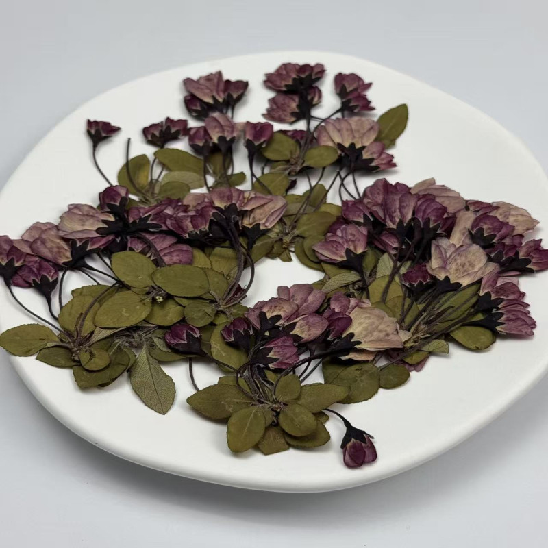 Dried Pressed Flowers Begonia with Stem