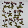 Dried Pressed Flowers Begonia with Stem