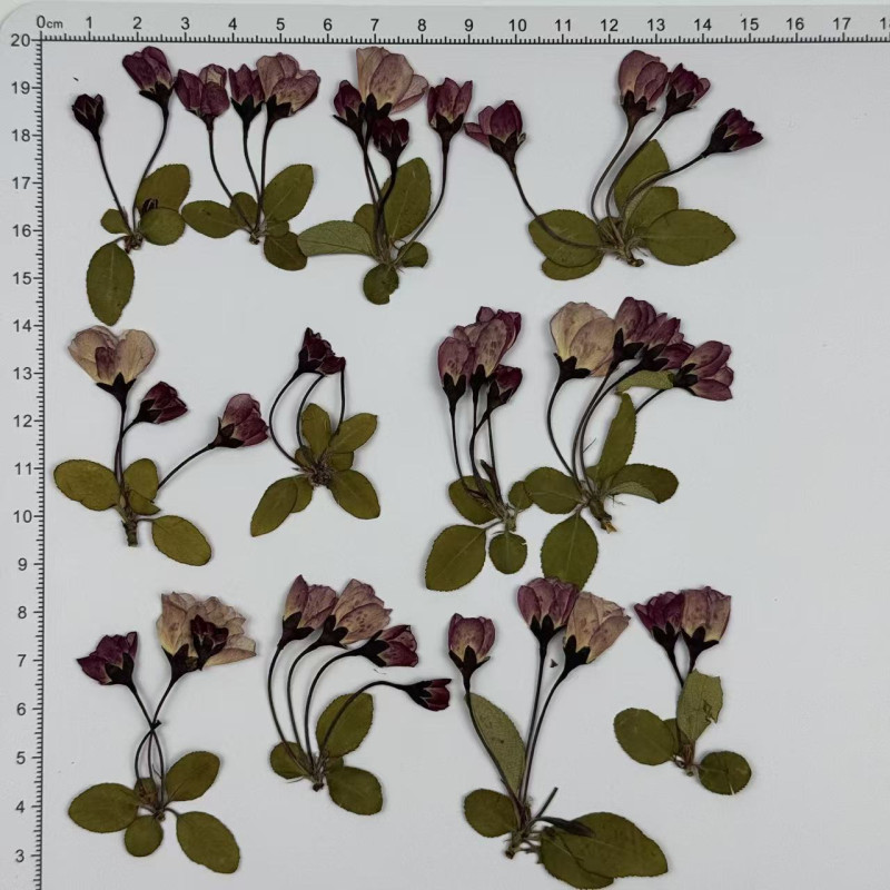 Dried Pressed Flowers Begonia with Stem