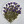Daisy with Stem