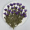 Dried Pressed Flowers Daisy with Stem