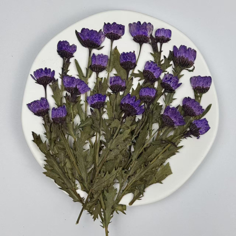 Dried Pressed Flowers Daisy with Stem