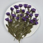 Dried Pressed Flowers Daisy with Stem