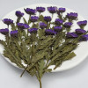 Dried Pressed Flowers Daisy with Stem