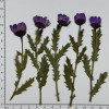 Dried Pressed Flowers Daisy with Stem