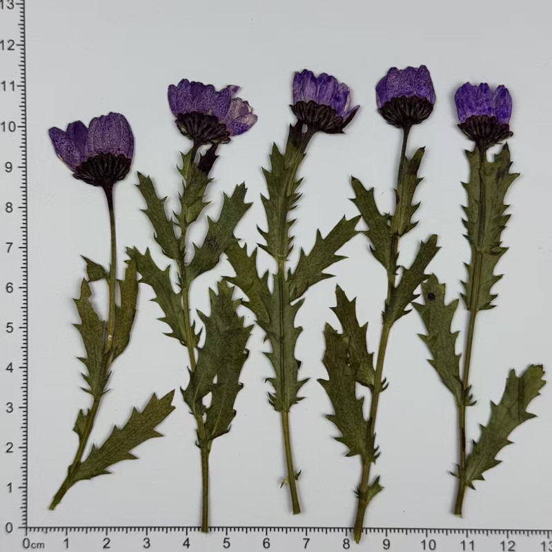Dried Pressed Flowers Daisy with Stem