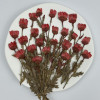 Dried Pressed Flowers Daisy with Stem