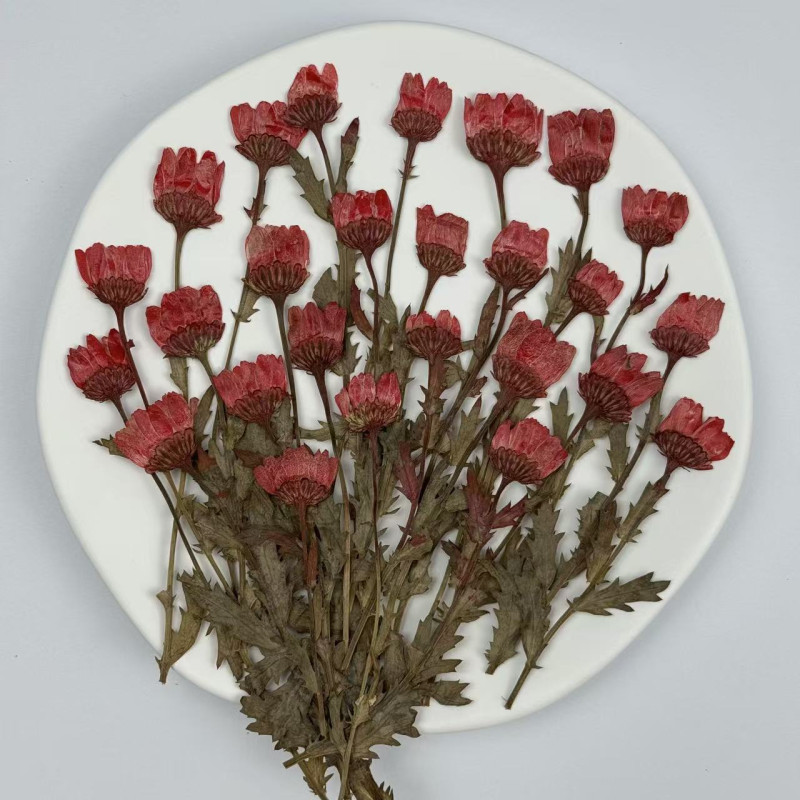 Dried Pressed Flowers Daisy with Stem