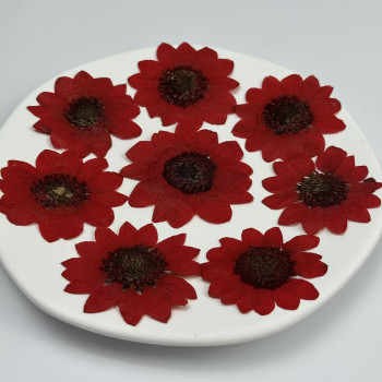 Dried Pressed Flowers Sunflower