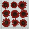 Dried Pressed Flowers Sunflower
